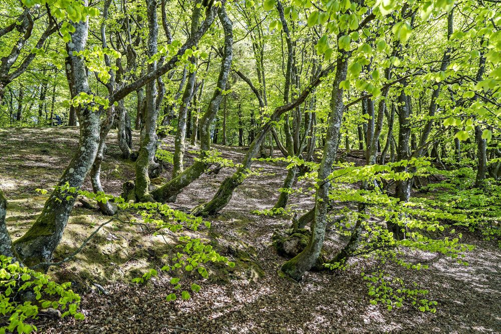 Nyudsprungne lysegrønne bøgetræer ved Store Økssø i Rold Skov. Naturen har fået nok, den er klemt og skal have mere plads. Det er tanken bag en aftale om 15 naturnationalparker. (Arkivfoto)