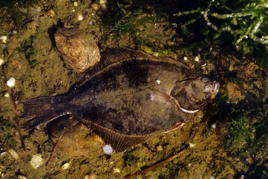 Seks østjyske kommuner går sammen om at gøre en fælles indsats for at forbedre biodiversiteten i farvandene.