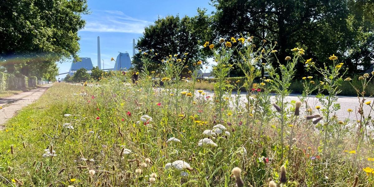 Indsats i Hvidovre Kommune for at øge biodiversiteten i Avedøre Holme har skabt vilde resultater.